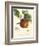 Bessa Apples-Bessa-Framed Art Print