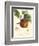 Bessa Apples-Bessa-Framed Art Print