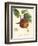 Bessa Apples-Bessa-Framed Art Print