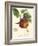 Bessa Apples-Bessa-Framed Art Print