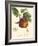 Bessa Apples-Bessa-Framed Art Print