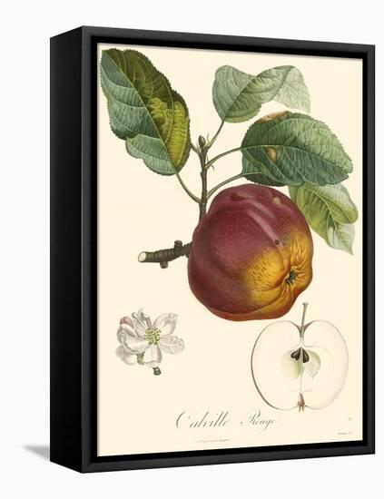 Bessa Apples-Bessa-Framed Stretched Canvas