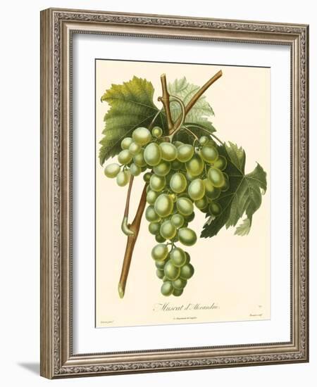 Bessa Grapes I-Bessa-Framed Art Print