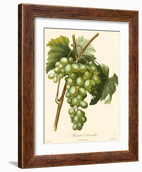 Bessa Grapes I-Bessa-Framed Art Print