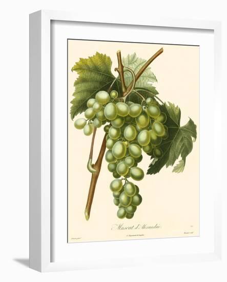 Bessa Grapes I-Bessa-Framed Art Print