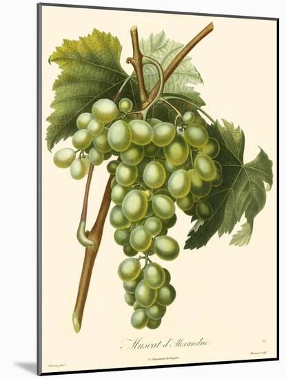 Bessa Grapes I-Bessa-Mounted Art Print