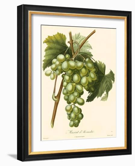 Bessa Grapes I-Bessa-Framed Art Print