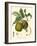 Bessa Pears-Bessa-Framed Art Print