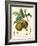 Bessa Pears-Bessa-Framed Art Print