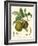 Bessa Pears-Bessa-Framed Art Print