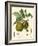 Bessa Pears-Bessa-Framed Art Print