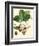 Bessa Strawberries-Bessa-Framed Art Print