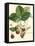 Bessa Strawberries-Bessa-Framed Stretched Canvas