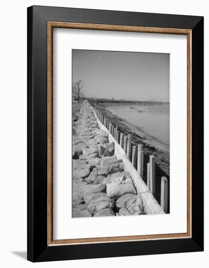 Bessie Levee on the Mississippi River augmented with sand bags during the flood by Tiptonville, TN-Walker Evans-Framed Photographic Print