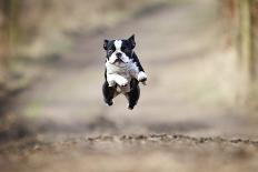 Beautiful Fun Young Boston Terrier Dog Trick Puppy Flying Jump and Running Crazy-Best dog photo-Framed Photographic Print