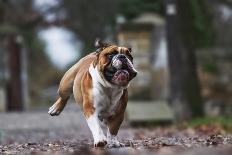 Beautiful Fun Young Boston Terrier Dog Trick Puppy Flying Jump and Running Crazy-Best dog photo-Framed Photographic Print