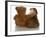 Best Friends - English Bulldog Puppy Sitting Beside Bear-Willee Cole-Framed Photographic Print