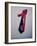 Best Selling Christmas Gifts - Red Tie-Nina Leen-Framed Photographic Print