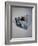 Best Selling Christmas Gifts - Strauss Waltze Book-Nina Leen-Framed Photographic Print
