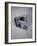 Best Selling Christmas Gifts - Strauss Waltze Book-Nina Leen-Framed Photographic Print