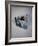 Best Selling Christmas Gifts - Strauss Waltze Book-Nina Leen-Framed Photographic Print