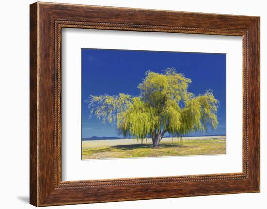 Best Willow-Nancy Crowell-Framed Photographic Print