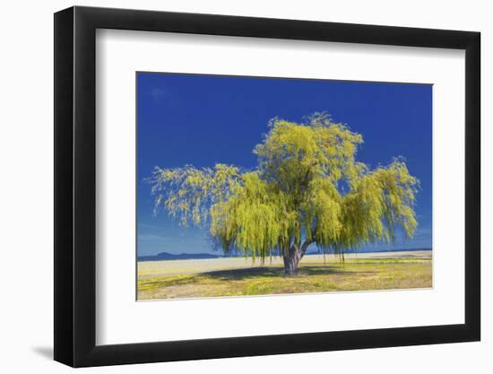 Best Willow-Nancy Crowell-Framed Photographic Print