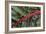 Beta Vulgaris 'Jacob's Coat'-Colin Varndell-Framed Photographic Print