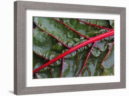 Beta Vulgaris 'Jacob's Coat'-Colin Varndell-Framed Photographic Print