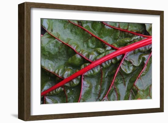 Beta Vulgaris 'Jacob's Coat'-Colin Varndell-Framed Photographic Print