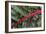 Beta Vulgaris 'Jacob's Coat'-Colin Varndell-Framed Photographic Print