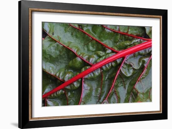 Beta Vulgaris 'Jacob's Coat'-Colin Varndell-Framed Photographic Print