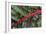 Beta Vulgaris 'Jacob's Coat'-Colin Varndell-Framed Photographic Print