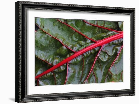 Beta Vulgaris 'Jacob's Coat'-Colin Varndell-Framed Photographic Print