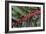 Beta Vulgaris 'Jacob's Coat'-Colin Varndell-Framed Photographic Print