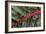 Beta Vulgaris 'Jacob's Coat'-Colin Varndell-Framed Photographic Print