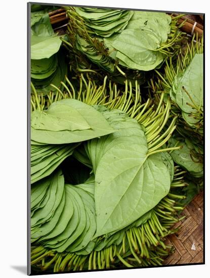 Betel Leaves (Piper Betle) Used to Make Quids for Sale at Market, Myanmar-Jay Sturdevant-Mounted Photographic Print
