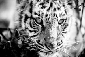 Tiger Cub I by Beth Wold