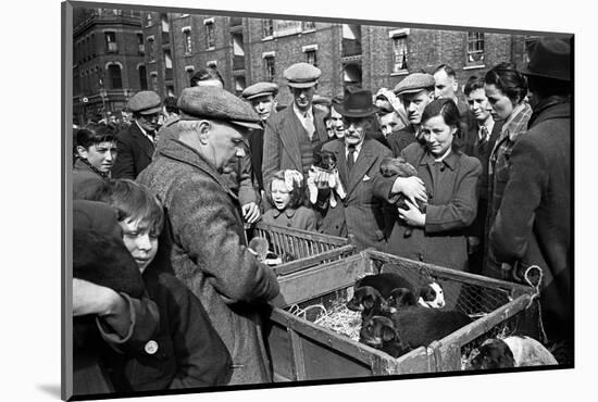 Bethnal Green Wast London Street Pet Market 1946-George Greenwell-Mounted Photographic Print