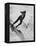 Betsy Snite During Winter Olympics-Ralph Crane-Framed Premier Image Canvas