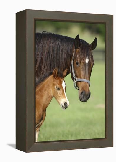 Bett-Bob Langrish-Framed Premier Image Canvas