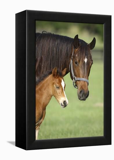 Bett-Bob Langrish-Framed Premier Image Canvas