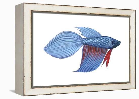Betta (Betta Splendens), Fishes-Encyclopaedia Britannica-Framed Stretched Canvas