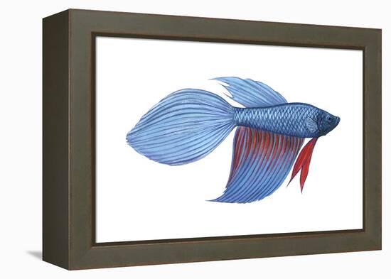 Betta (Betta Splendens), Fishes-Encyclopaedia Britannica-Framed Stretched Canvas