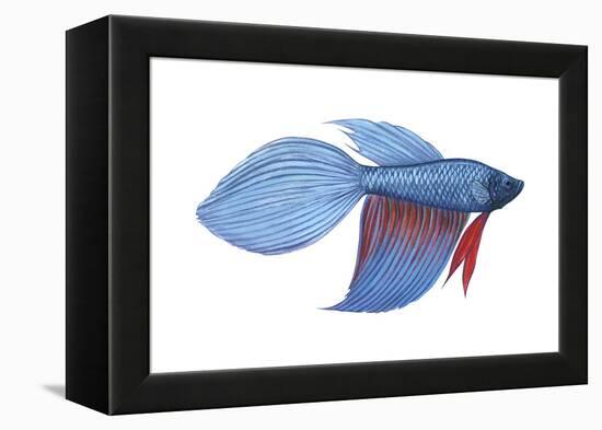 Betta (Betta Splendens), Fishes-Encyclopaedia Britannica-Framed Stretched Canvas