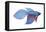 Betta (Betta Splendens), Fishes-Encyclopaedia Britannica-Framed Stretched Canvas