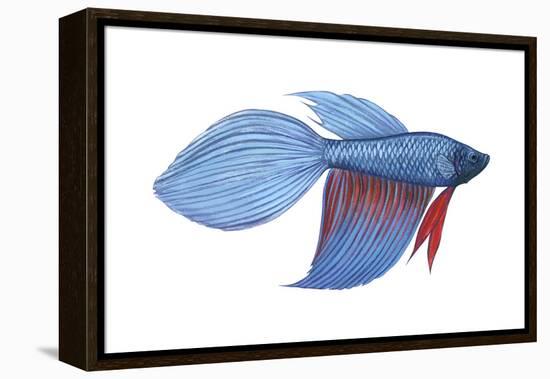 Betta (Betta Splendens), Fishes-Encyclopaedia Britannica-Framed Stretched Canvas