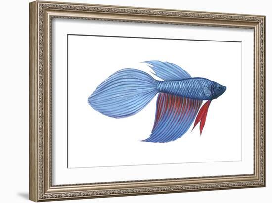 Betta (Betta Splendens), Fishes-Encyclopaedia Britannica-Framed Art Print