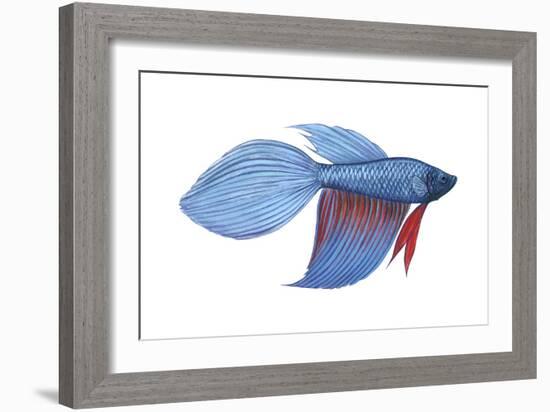 Betta (Betta Splendens), Fishes-Encyclopaedia Britannica-Framed Art Print