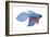 Betta (Betta Splendens), Fishes-Encyclopaedia Britannica-Framed Art Print